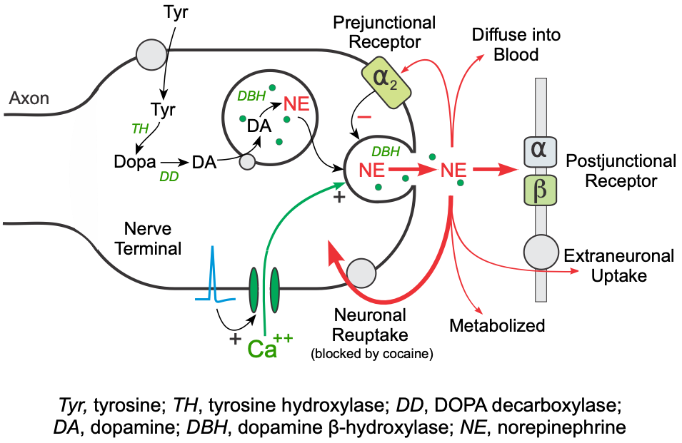 Norepinephrine formation-release